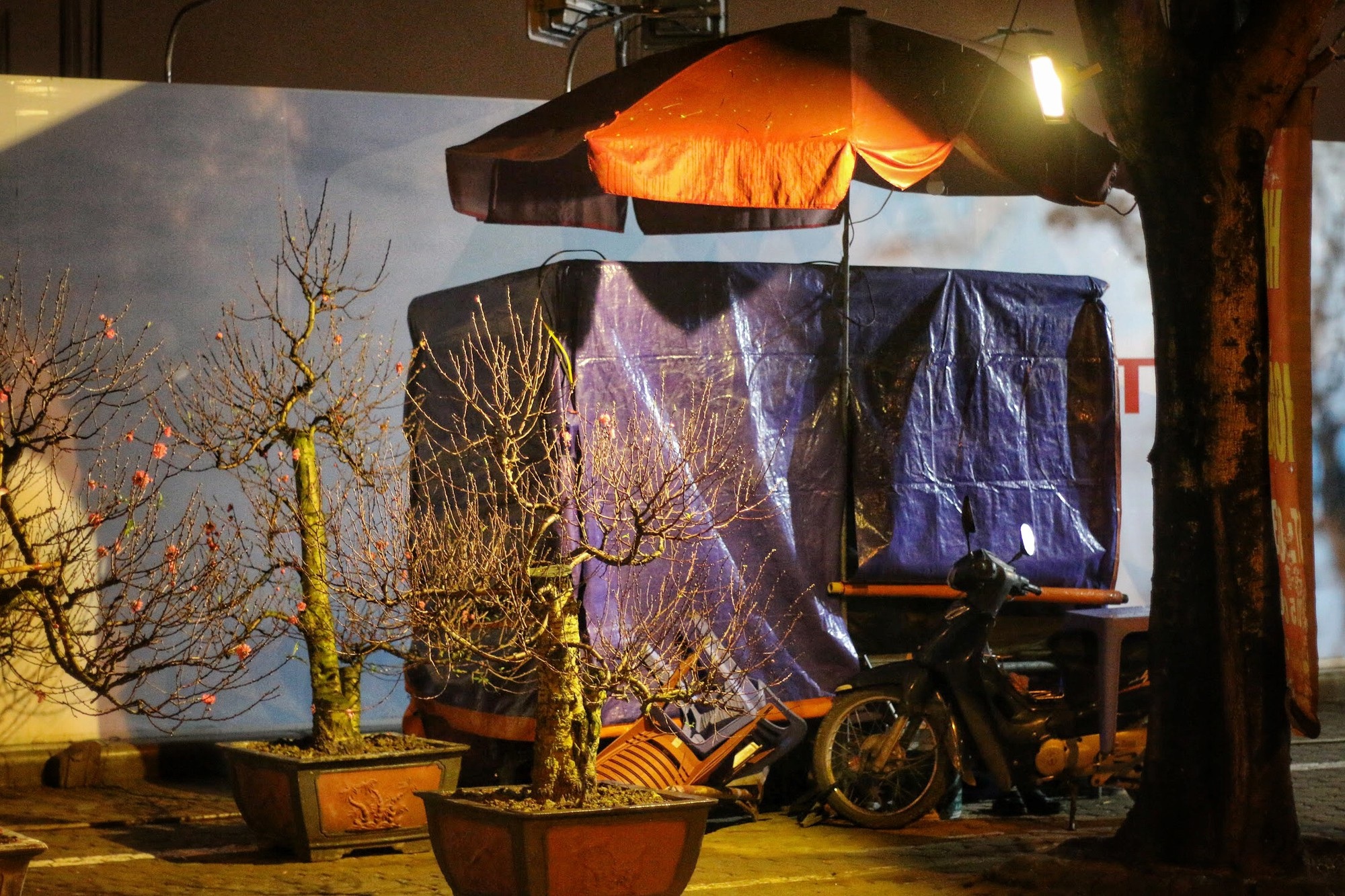 Lo mất trộm, người Hà Nội dựng lều đốt lửa trông đào xuyên đêm - Ảnh 8. Lo mất trộm, người Hà Nội dựng lều đốt lửa trông đào xuyên đêm - Ảnh 8.