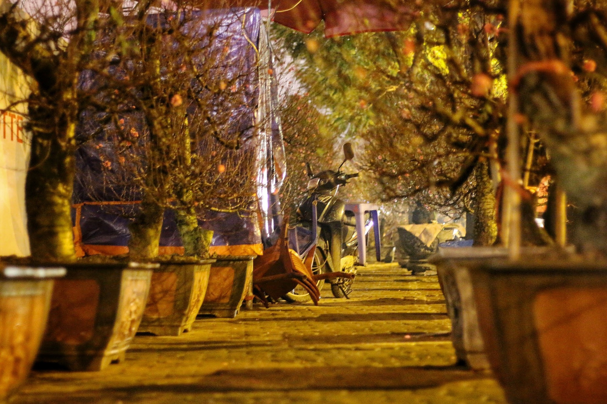 Lo mất trộm, người Hà Nội dựng lều đốt lửa trông đào xuyên đêm - Ảnh 11. Lo mất trộm, người Hà Nội dựng lều đốt lửa trông đào xuyên đêm - Ảnh 11.