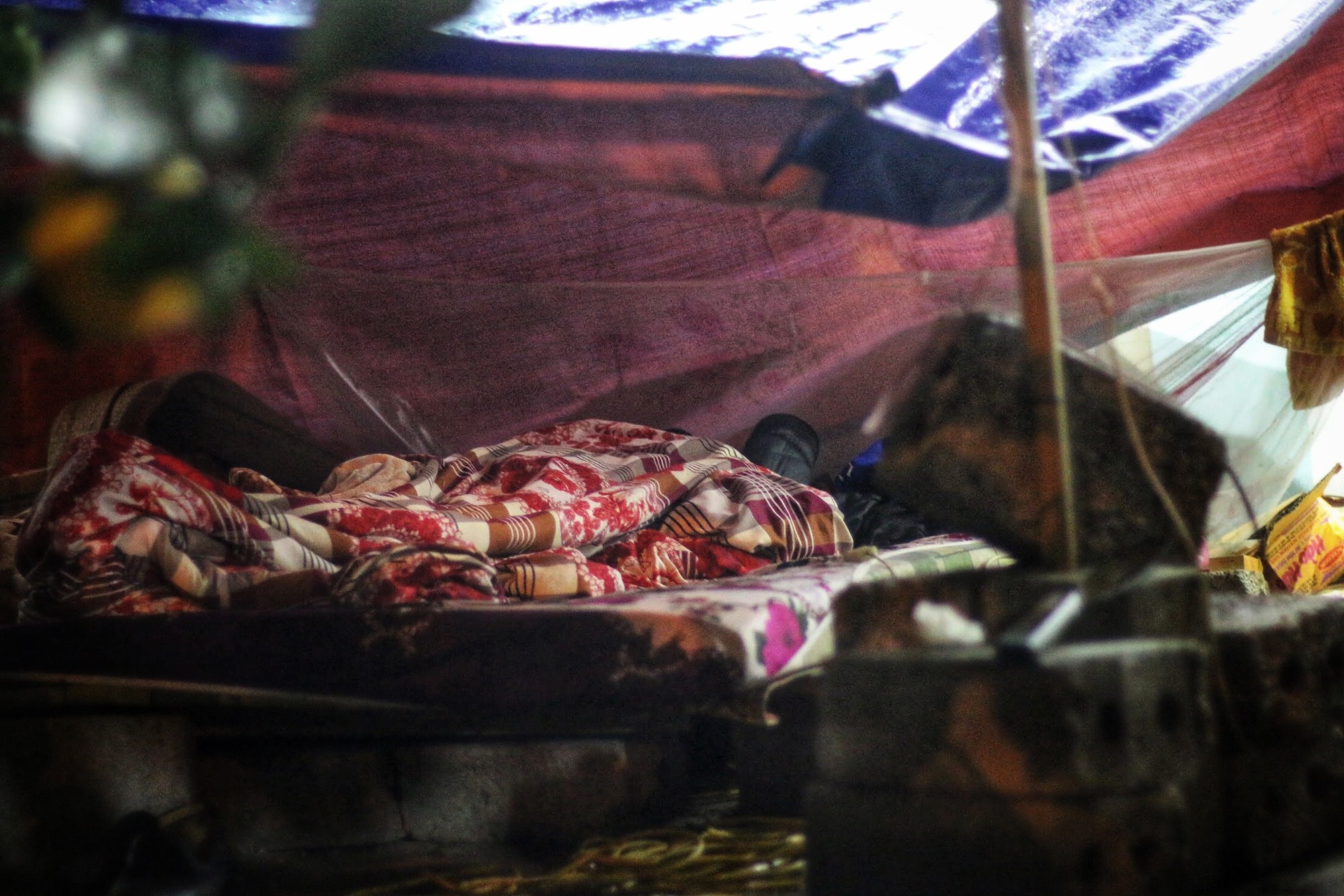 Lo mất trộm, người Hà Nội dựng lều đốt lửa trông đào xuyên đêm - Ảnh 7. Lo mất trộm, người Hà Nội dựng lều đốt lửa trông đào xuyên đêm - Ảnh 7.