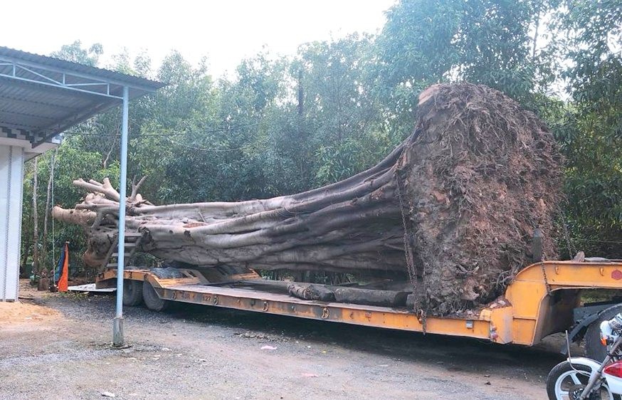 Cây “quái thú” vừa lọt qua nhiều tỉnh thành từng là tang vật vụ án lâm sản - Ảnh 2. Cây “quái thú” vừa lọt qua nhiều tỉnh thành từng là tang vật vụ án lâm sản - Ảnh 2.