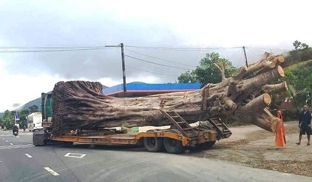 Cây “quái thú” vừa lọt qua nhiều tỉnh thành từng là tang vật vụ án lâm sản - Ảnh 1. Cây “quái thú” vừa lọt qua nhiều tỉnh thành từng là tang vật vụ án lâm sản - Ảnh 1.