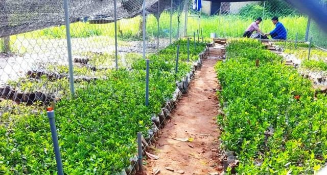 Học sinh ươm cây xanh trồng ở nghĩa trang, di tích lịch sử - Ảnh 1. Học sinh ươm cây xanh trồng ở nghĩa trang, di tích lịch sử - Ảnh 1.