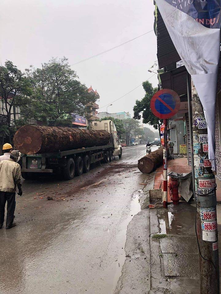 Kinh hãi khoảnh khắc cây gỗ “khủng” lăn từ xe container xuống đường - Ảnh 1. Kinh hãi khoảnh khắc cây gỗ “khủng” lăn từ xe container xuống đường - Ảnh 1.