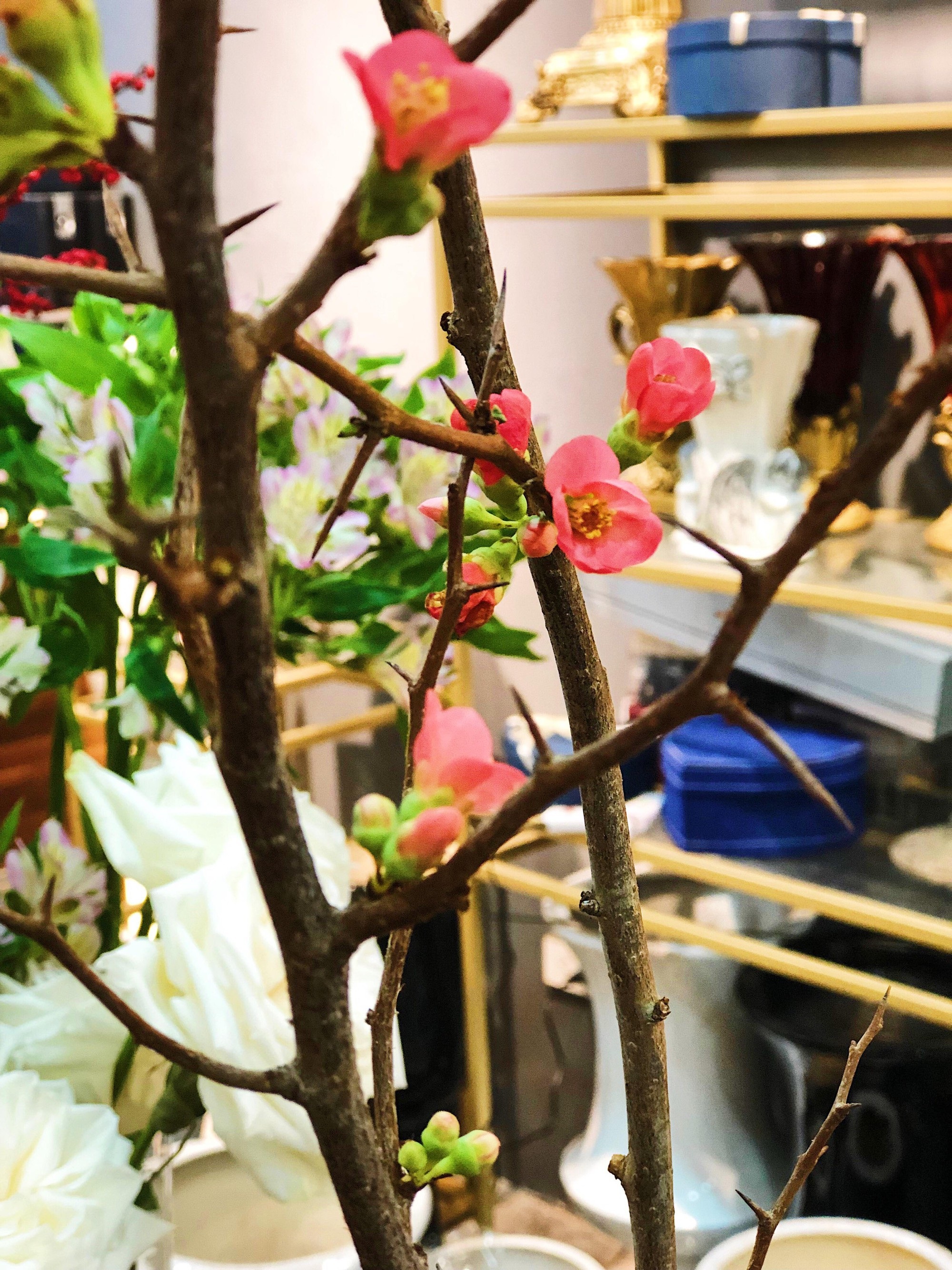Đại gia Việt chi vài chục triệu đồng rước hoa ngoại về chơi Tết - Ảnh 6. Đại gia Việt chi vài chục triệu đồng rước hoa ngoại về chơi Tết - Ảnh 6.