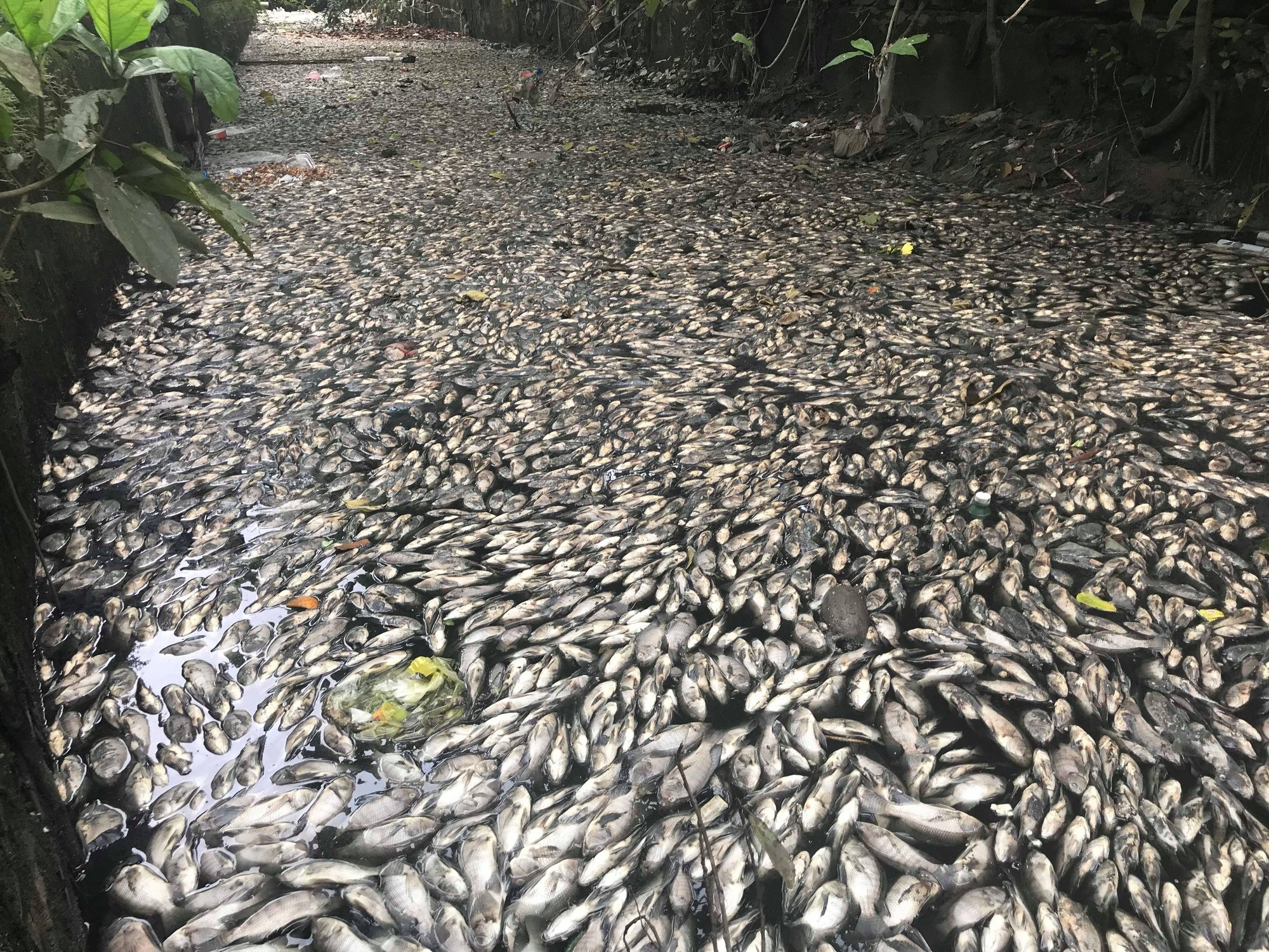 Cận cảnh đoạn kênh dày đặc cá chết tra tấn người dân tại TP Vinh! - Ảnh 3.