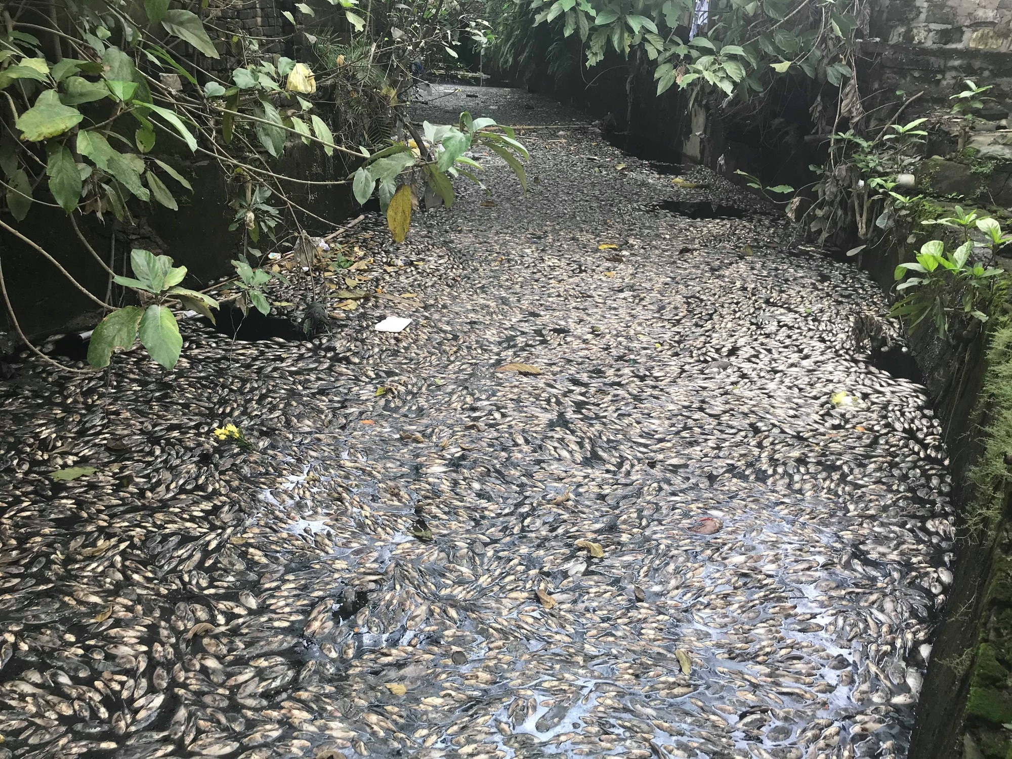 Cận cảnh đoạn kênh dày đặc cá chết tra tấn người dân tại TP Vinh! - Ảnh 2. Cận cảnh đoạn kênh dày đặc cá chết tra tấn người dân tại TP Vinh! - Ảnh 2.