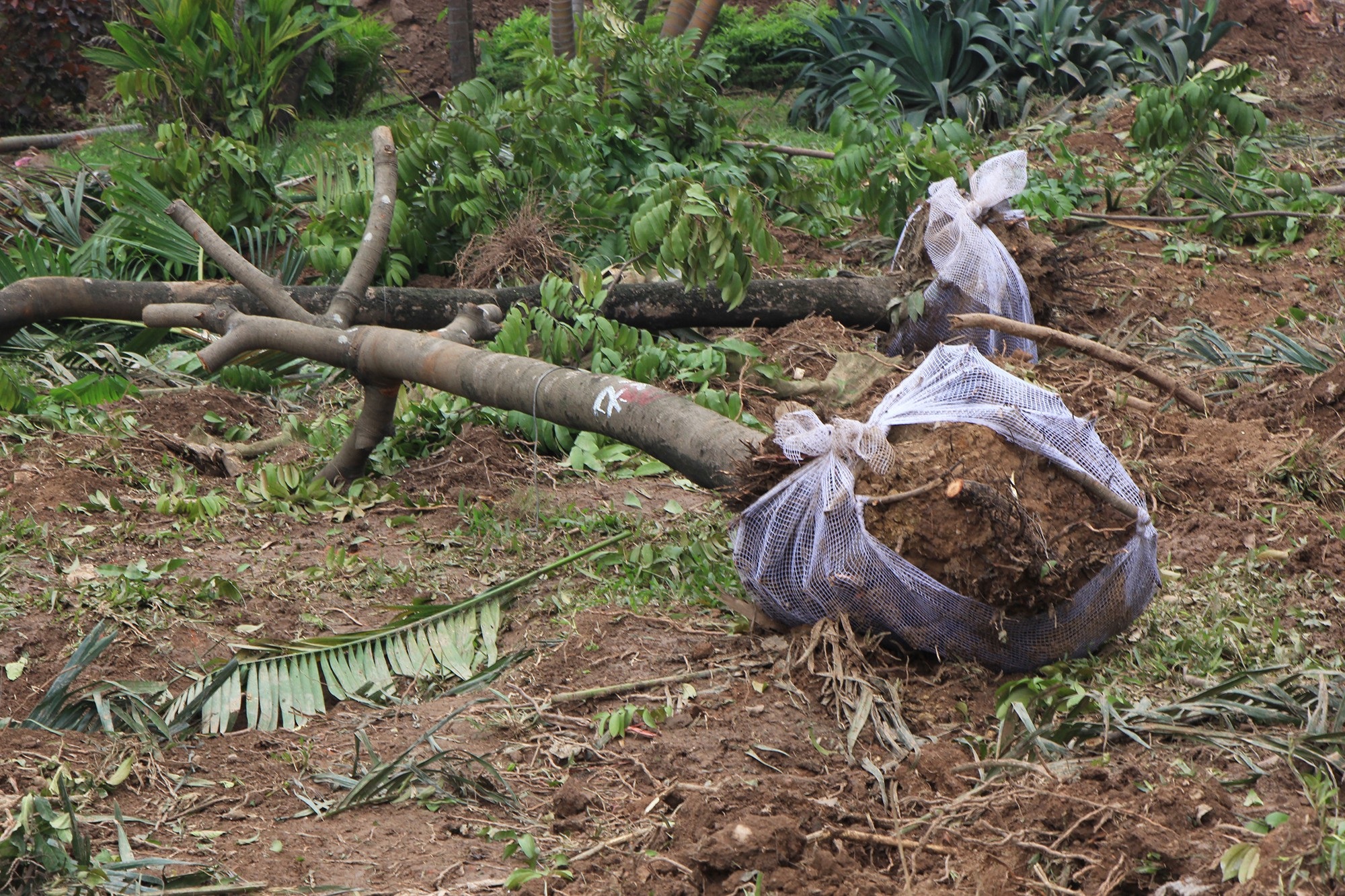 Công nhân ngày đêm đánh chuyển cây xanh, chạy đua mở rộng đường Láng - Ảnh 2. Công nhân ngày đêm đánh chuyển cây xanh, chạy đua mở rộng đường Láng - Ảnh 2.
