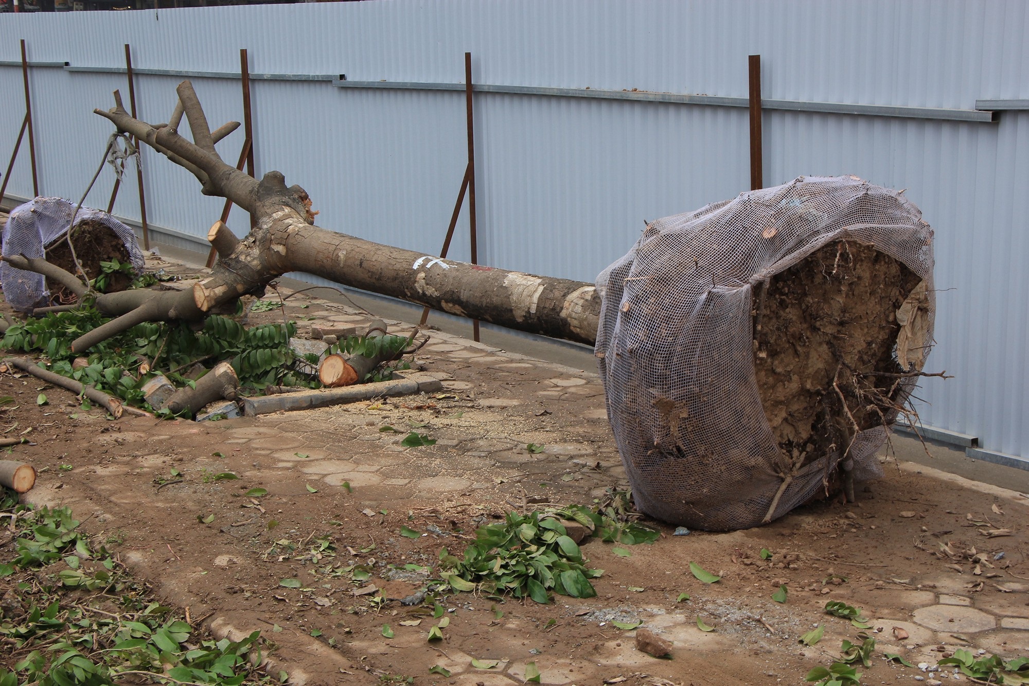 Công nhân ngày đêm đánh chuyển cây xanh, chạy đua mở rộng đường Láng - Ảnh 8. Công nhân ngày đêm đánh chuyển cây xanh, chạy đua mở rộng đường Láng - Ảnh 8.
