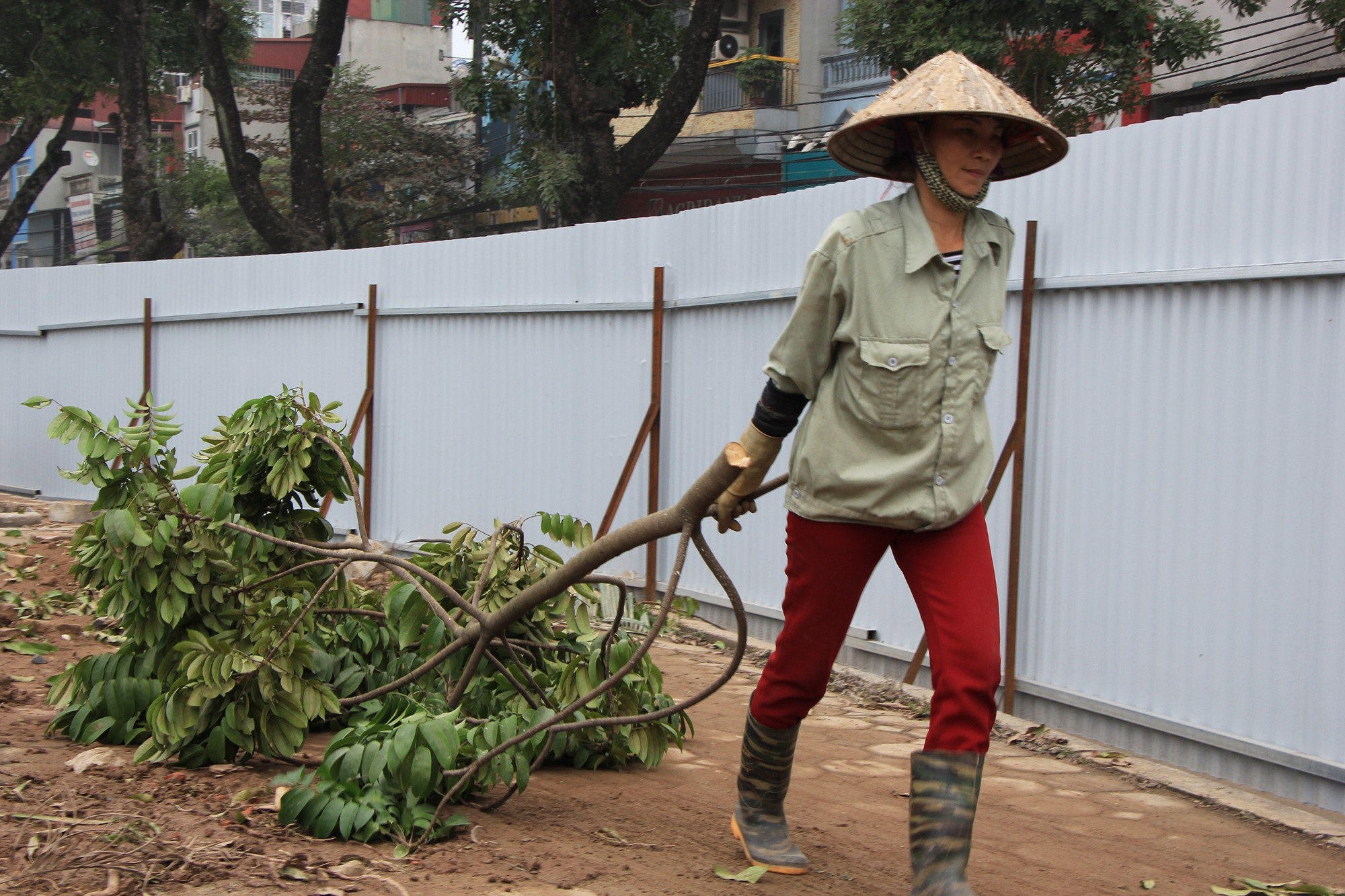 Công nhân ngày đêm đánh chuyển cây xanh, chạy đua mở rộng đường Láng - Ảnh 9. Công nhân ngày đêm đánh chuyển cây xanh, chạy đua mở rộng đường Láng - Ảnh 9.