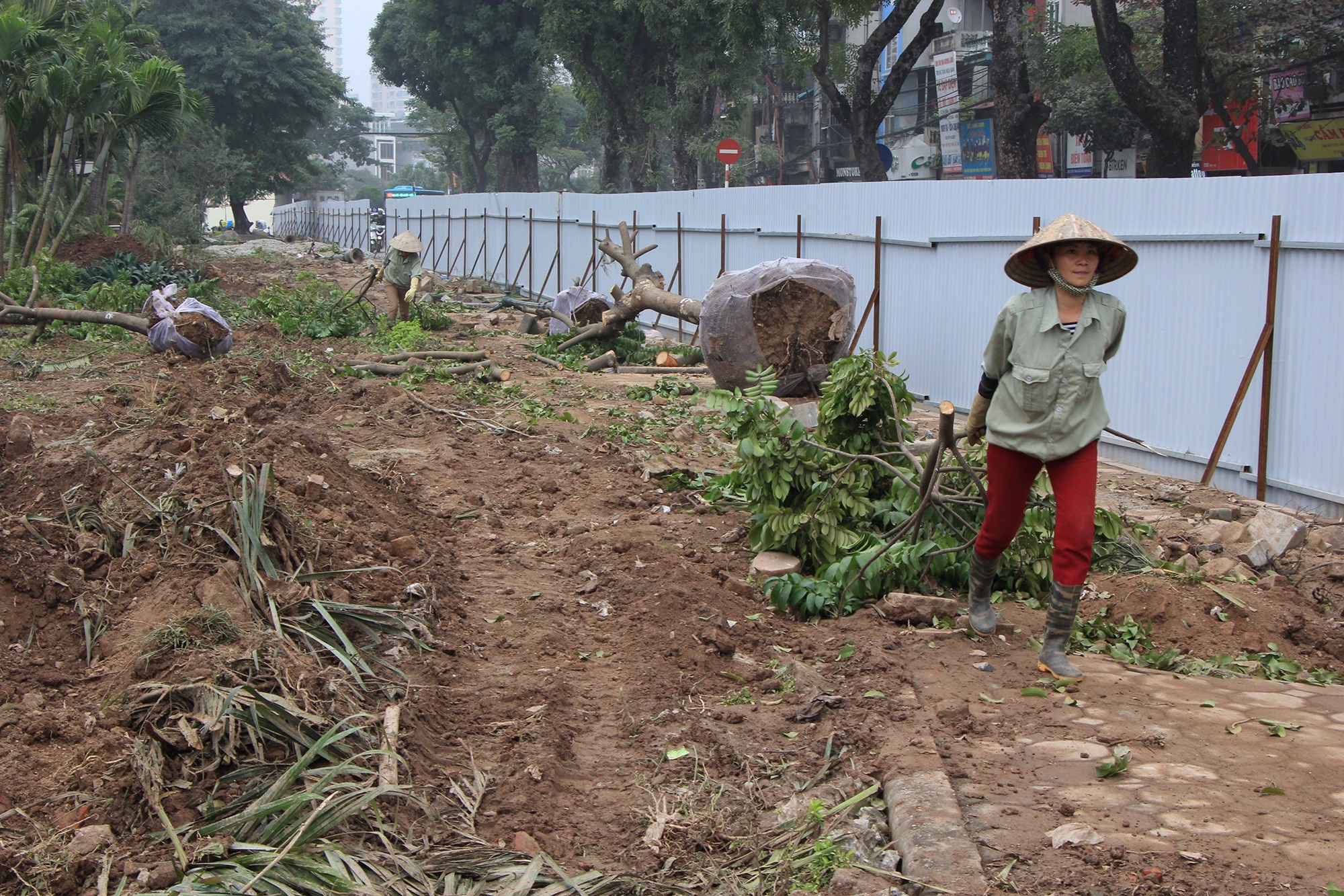 Công nhân ngày đêm đánh chuyển cây xanh, chạy đua mở rộng đường Láng - Ảnh 3. Công nhân ngày đêm đánh chuyển cây xanh, chạy đua mở rộng đường Láng - Ảnh 3.