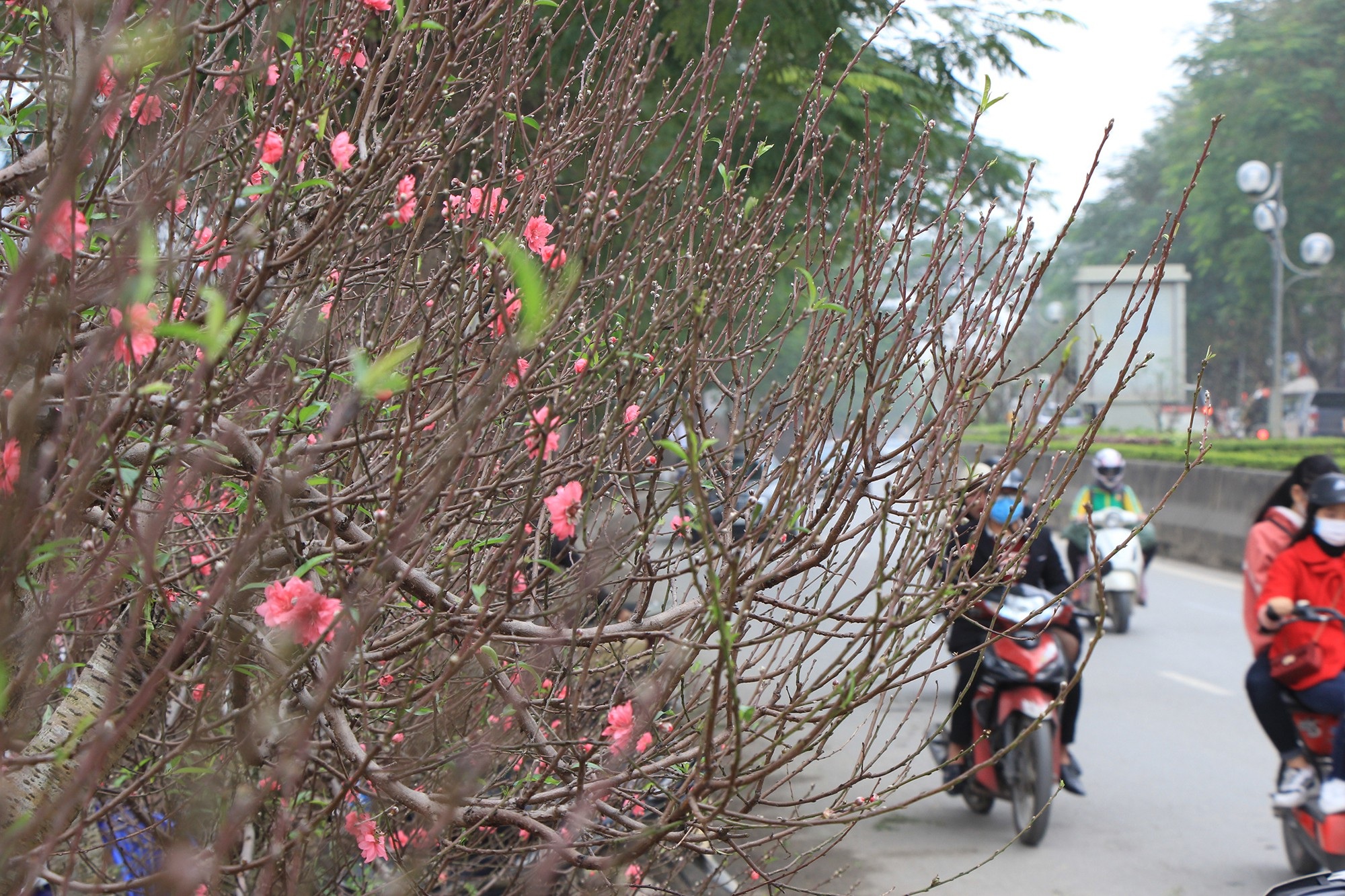 Đào xuống phố sớm, chủ buôn hi vọng ăn đậm vụ Tết - Ảnh 1.