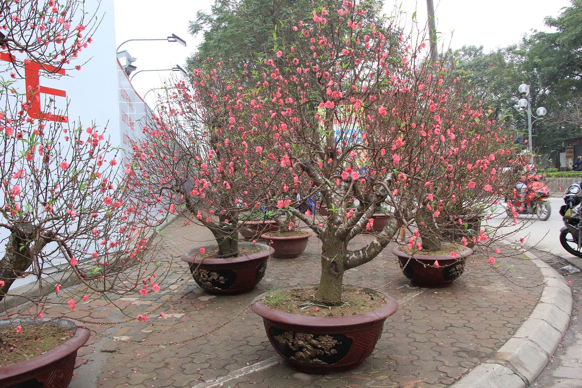 Đào xuống phố sớm, chủ buôn hi vọng ăn đậm vụ Tết - Ảnh 7.