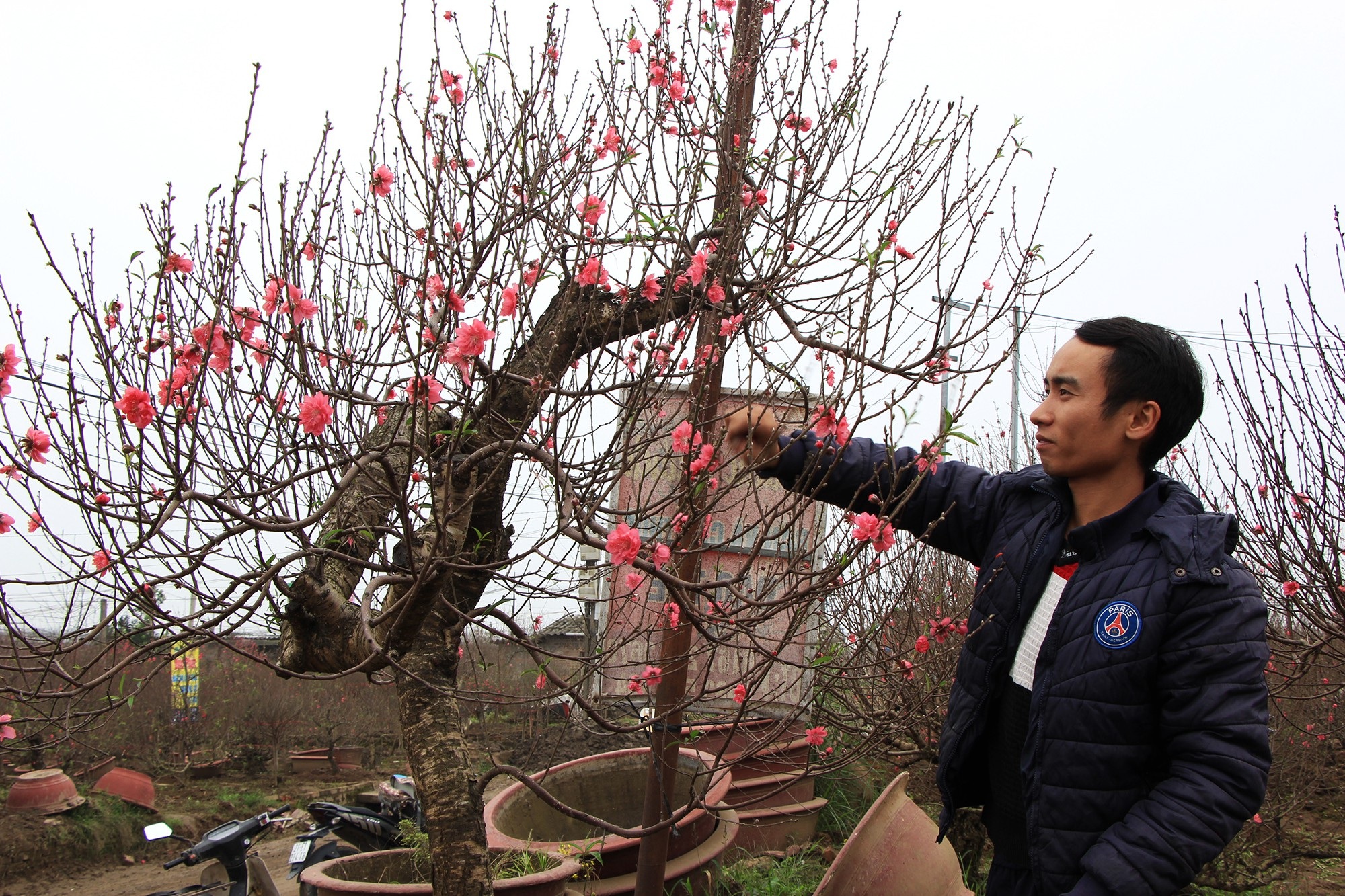 Đào Nhật Tân tấp nập xuất vườn - Ảnh 4.