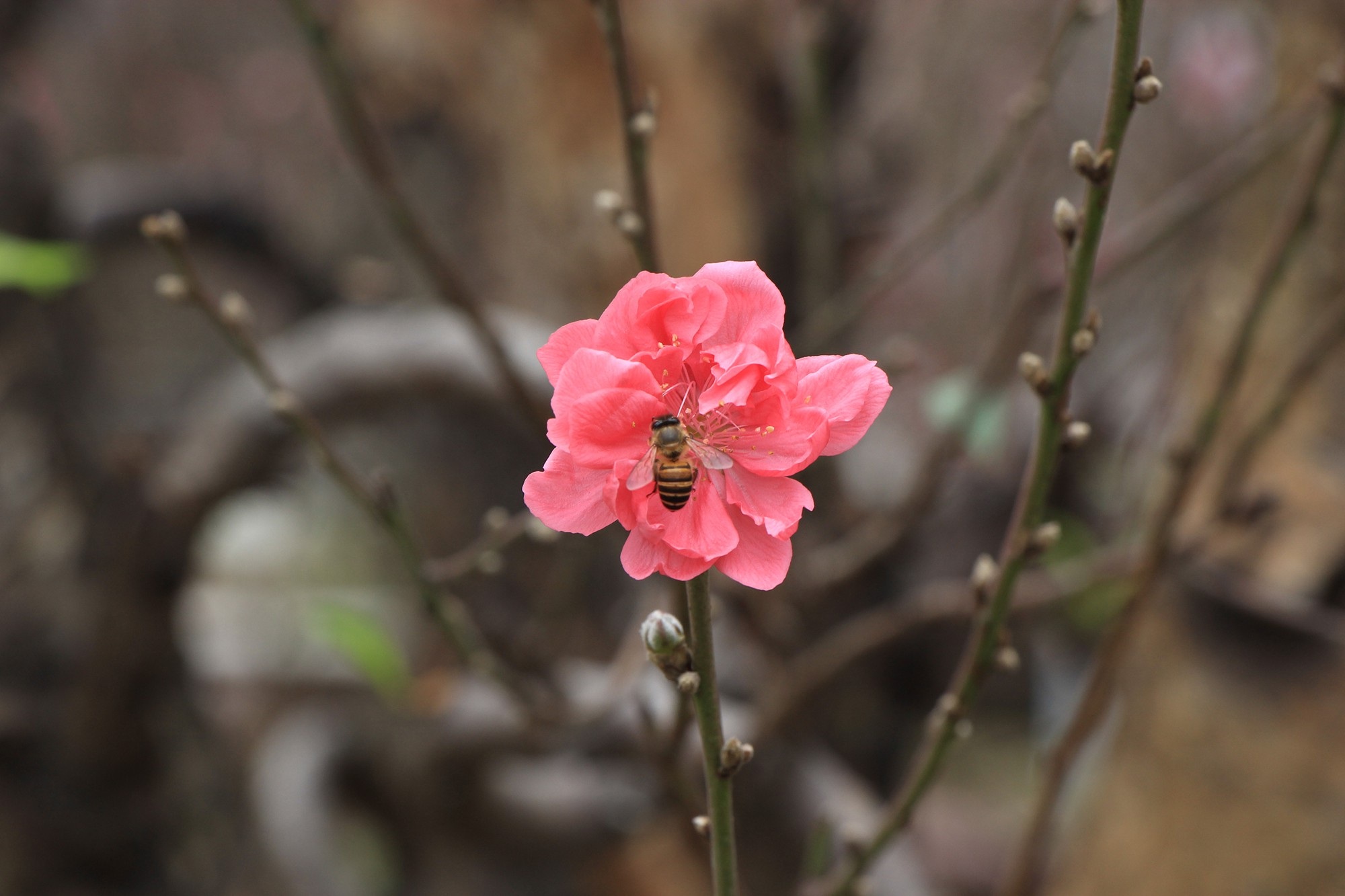 Đào xuống phố sớm, chủ buôn hi vọng ăn đậm vụ Tết - Ảnh 3.