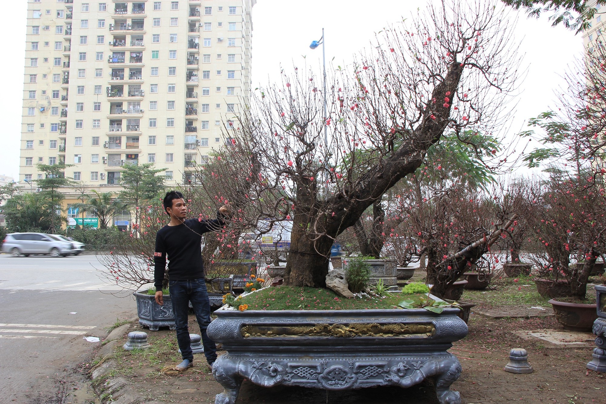 Đào xuống phố sớm, chủ buôn hi vọng ăn đậm vụ Tết - Ảnh 4.