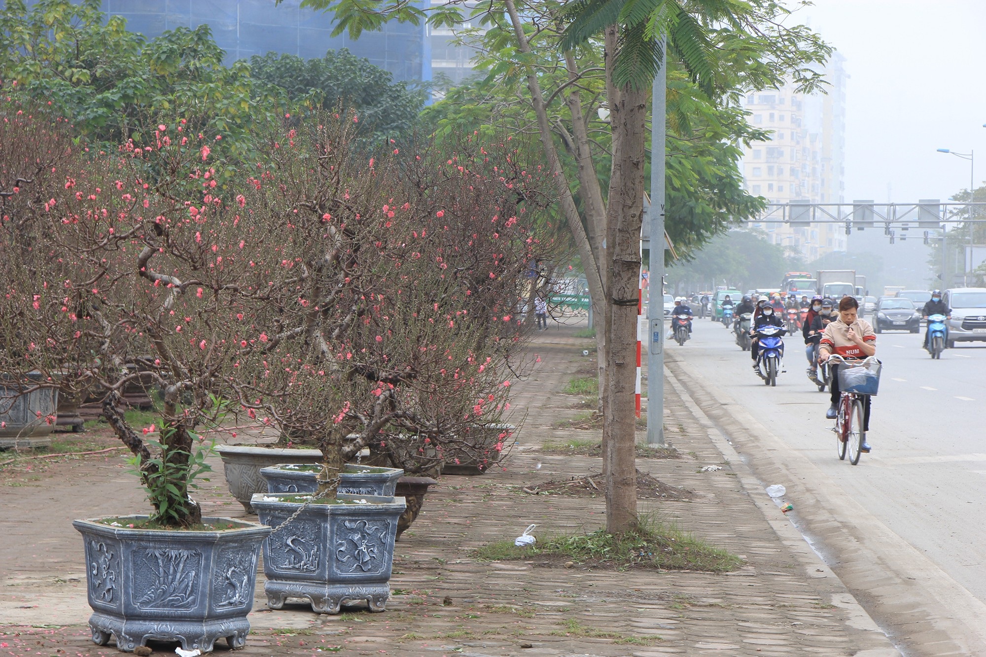 Đào xuống phố sớm, chủ buôn hi vọng ăn đậm vụ Tết - Ảnh 2.