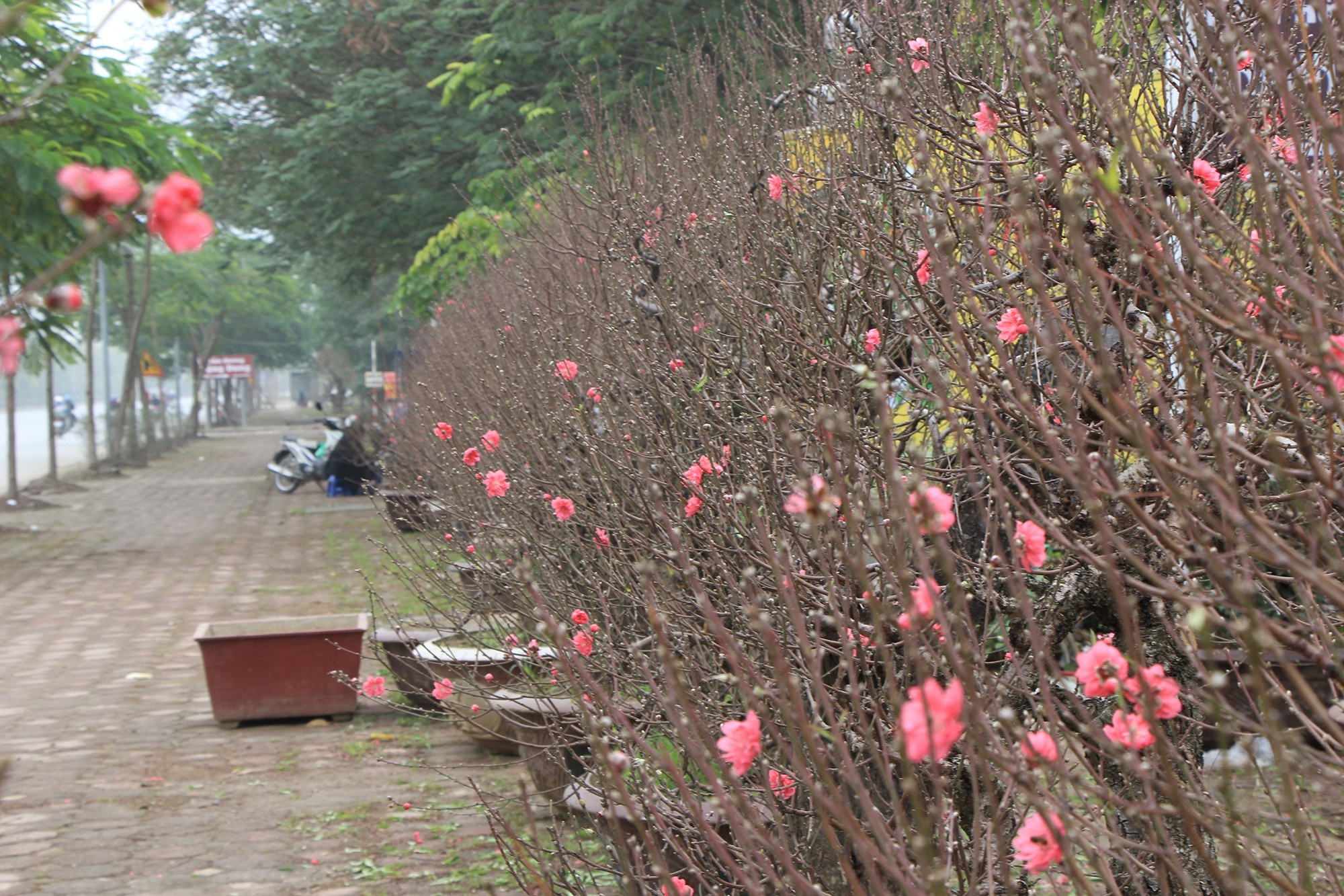 Đào xuống phố sớm, chủ buôn hi vọng ăn đậm vụ Tết - Ảnh 6.