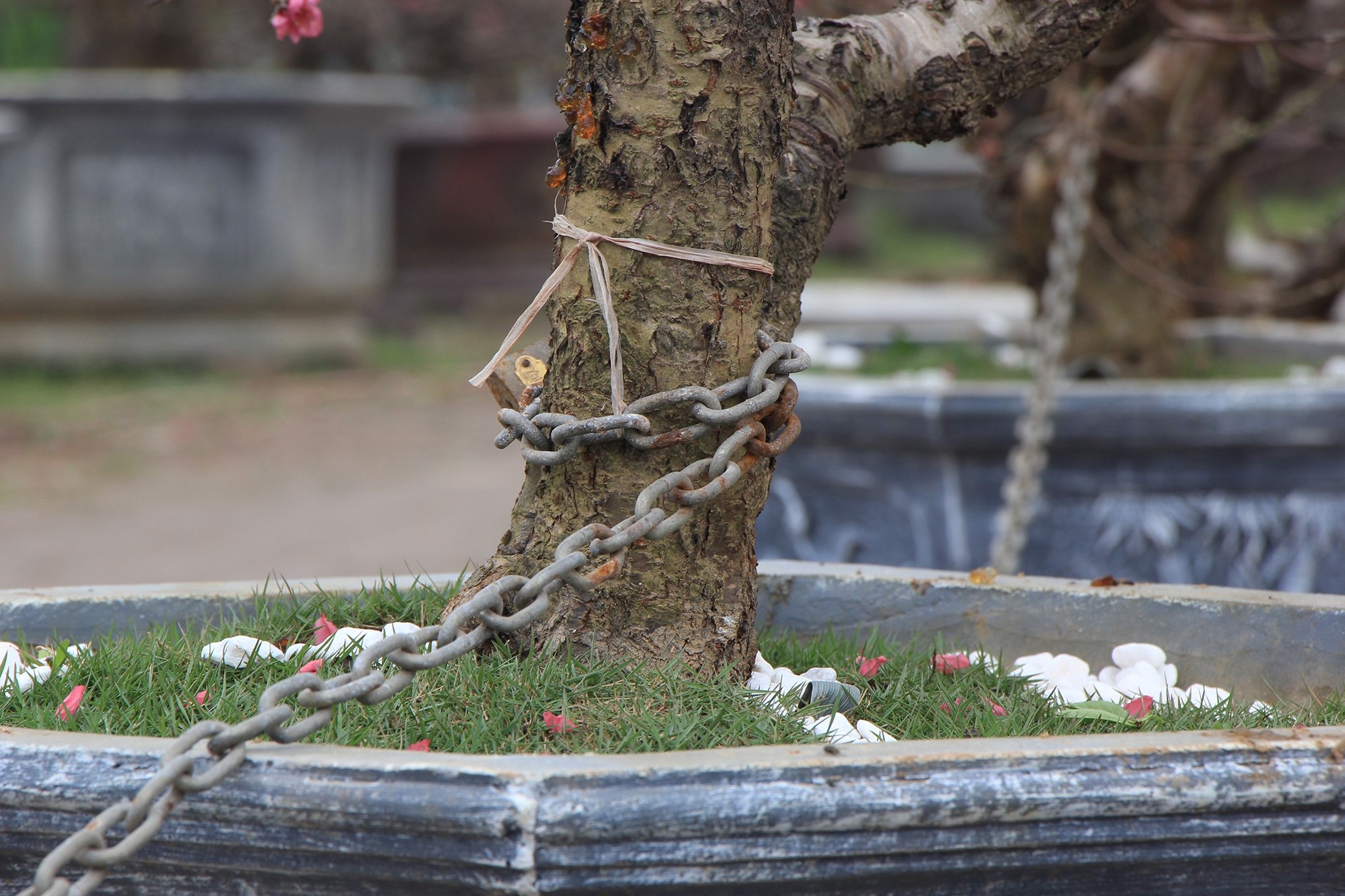 Đào xuống phố sớm, chủ buôn hi vọng ăn đậm vụ Tết - Ảnh 9.