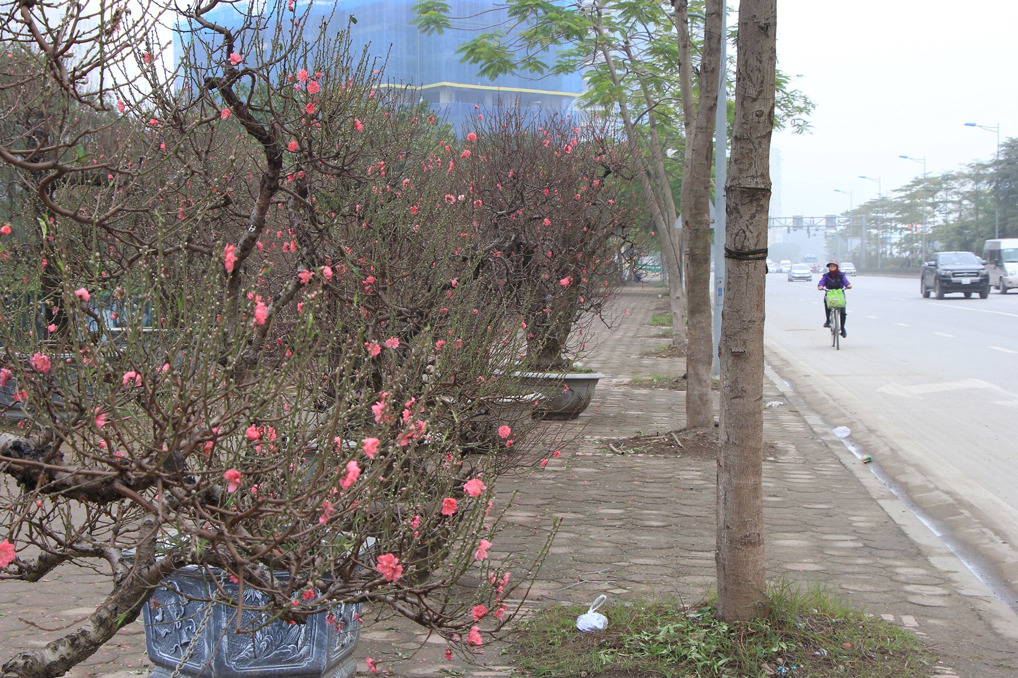 Đào xuống phố sớm, chủ buôn hi vọng ăn đậm vụ Tết - Ảnh 10.