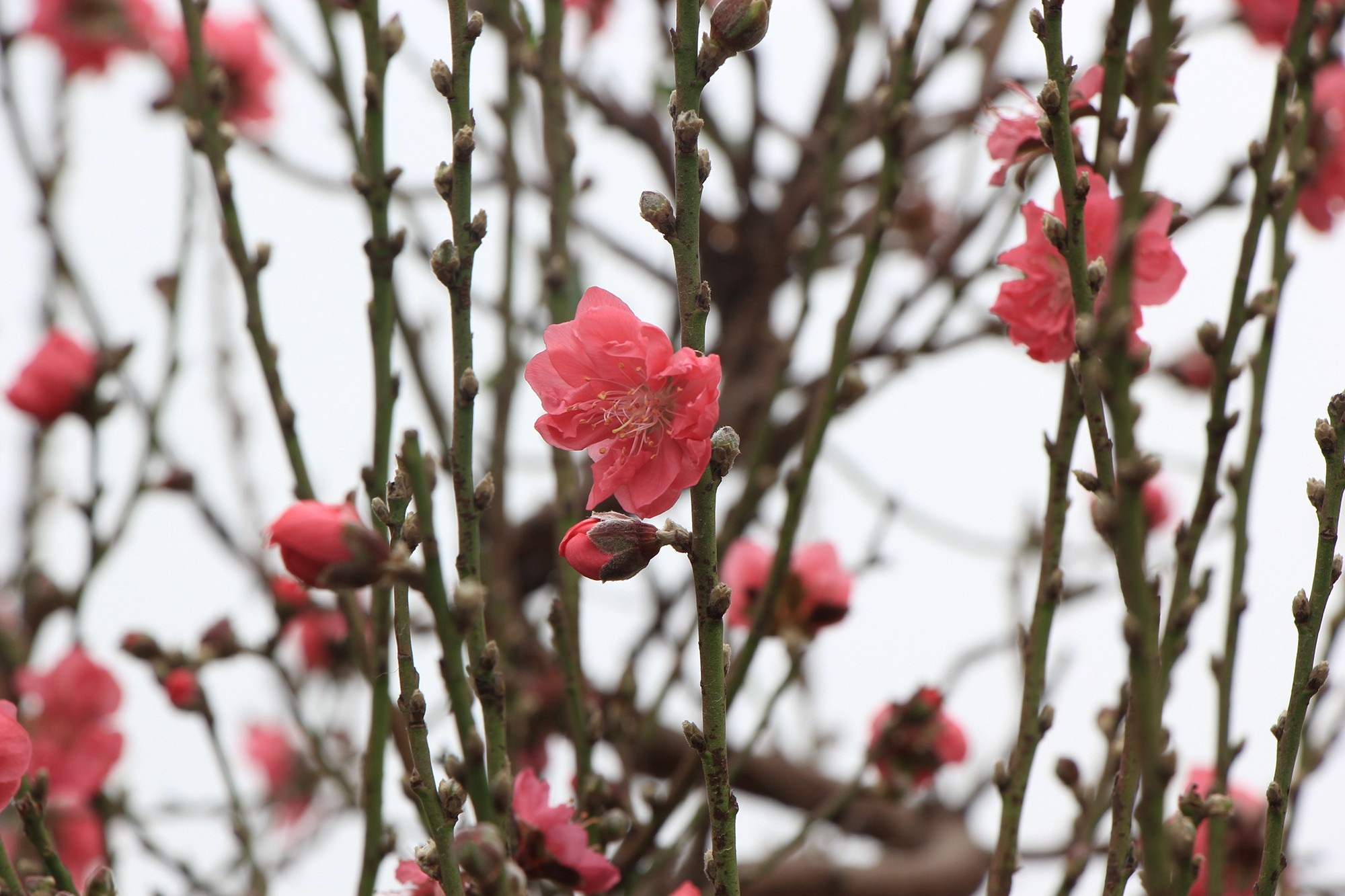 Đào xuống phố sớm, chủ buôn hi vọng ăn đậm vụ Tết - Ảnh 5.