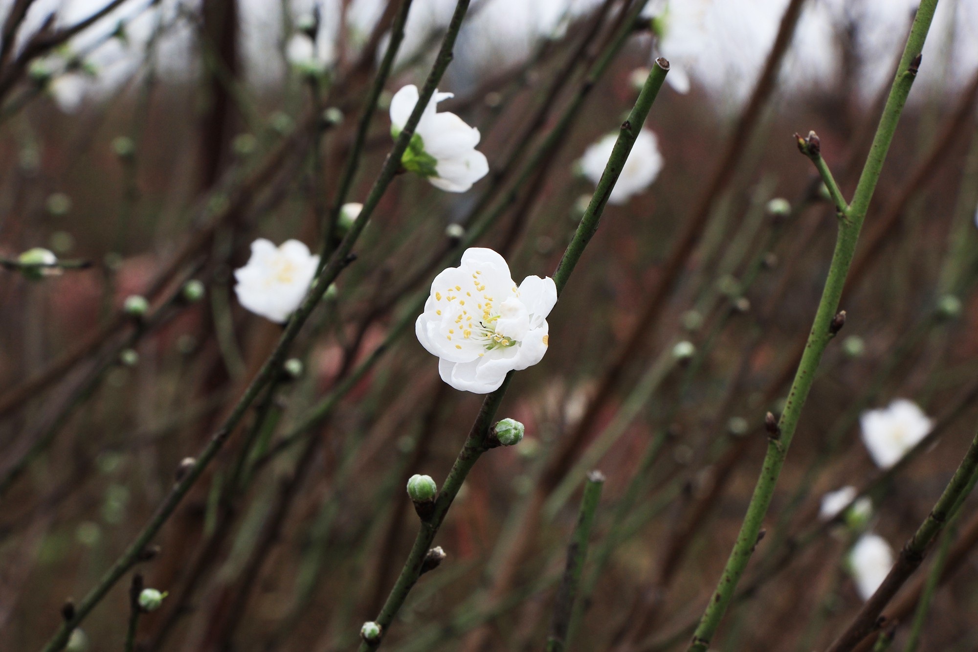 Đào Nhật Tân tấp nập xuất vườn - Ảnh 7.