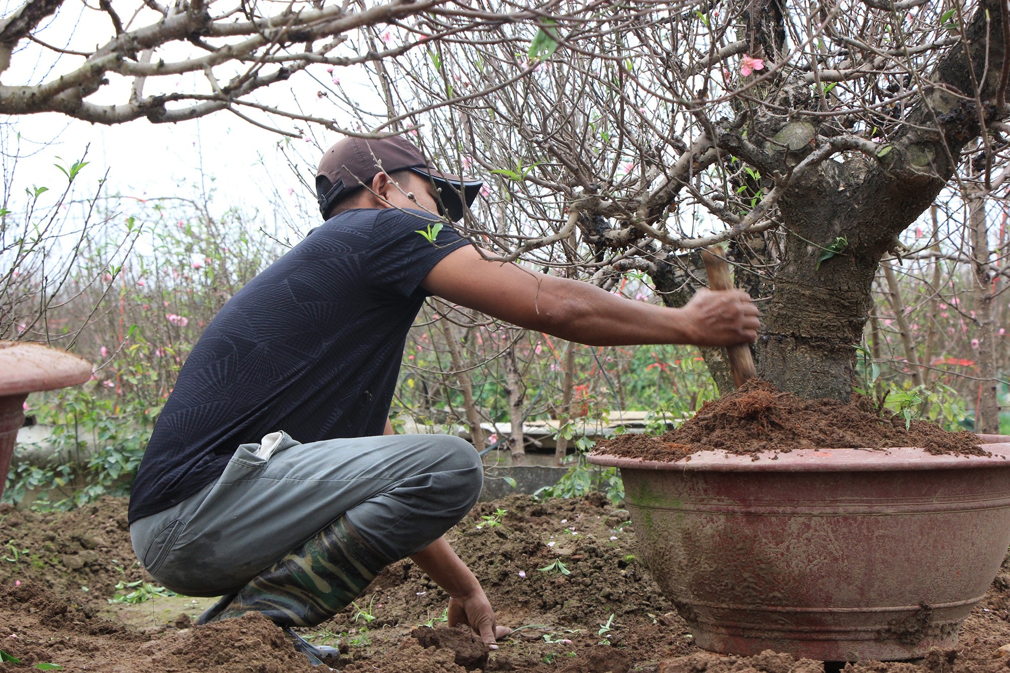 Đào Nhật Tân tấp nập xuất vườn - Ảnh 5.