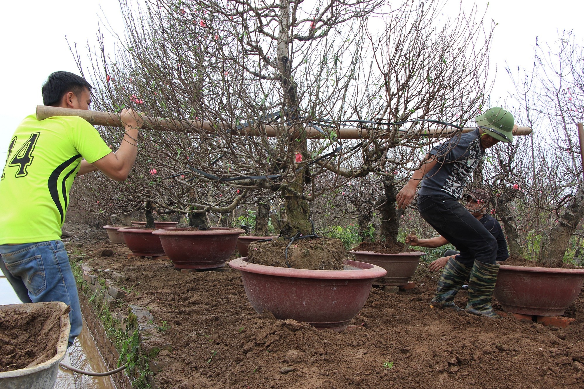 Đào Nhật Tân tấp nập xuất vườn - Ảnh 2.