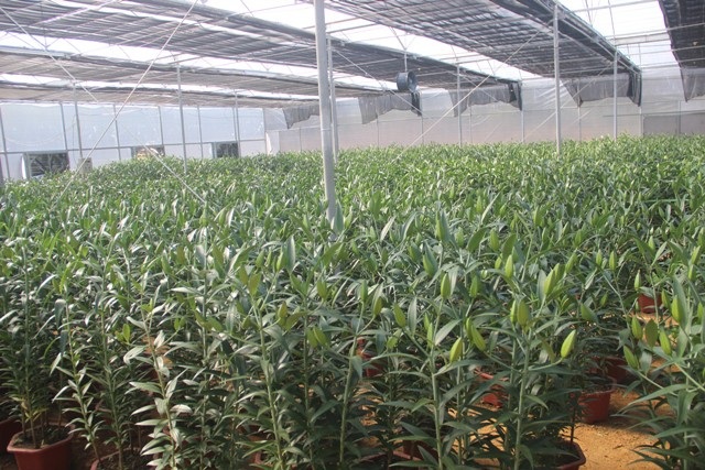 Hàng ngàn gốc hoa Lily giống nhập ngoại sẵn sàng phục vụ người dân chơi Tết - Ảnh 9. Hàng ngàn gốc hoa Lily giống nhập ngoại sẵn sàng phục vụ người dân chơi Tết - Ảnh 9.