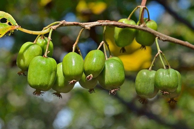 Những củ, quả tí hon giá cắt cổ được săn lùng - Ảnh 16. Những củ, quả tí hon giá cắt cổ được săn lùng - Ảnh 16.