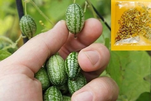 Những củ, quả tí hon giá cắt cổ được săn lùng - Ảnh 3. Những củ, quả tí hon giá cắt cổ được săn lùng - Ảnh 3.