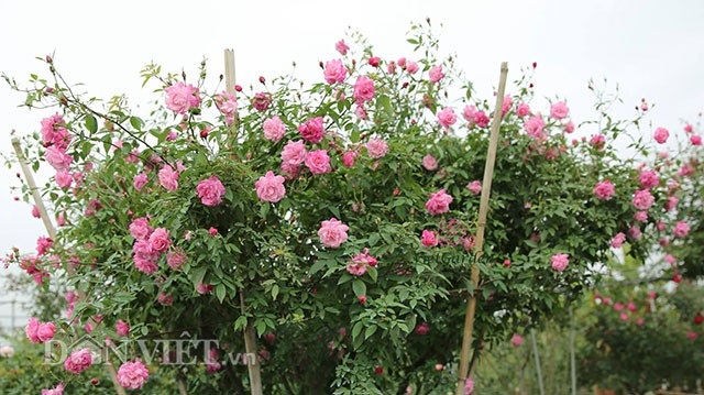 Hồng cổ Sapa có giá hàng trăm triệu đồng hút khách chưng Tết 2019 - Ảnh 3. Hồng cổ Sapa có giá hàng trăm triệu đồng hút khách chưng Tết 2019 - Ảnh 3.