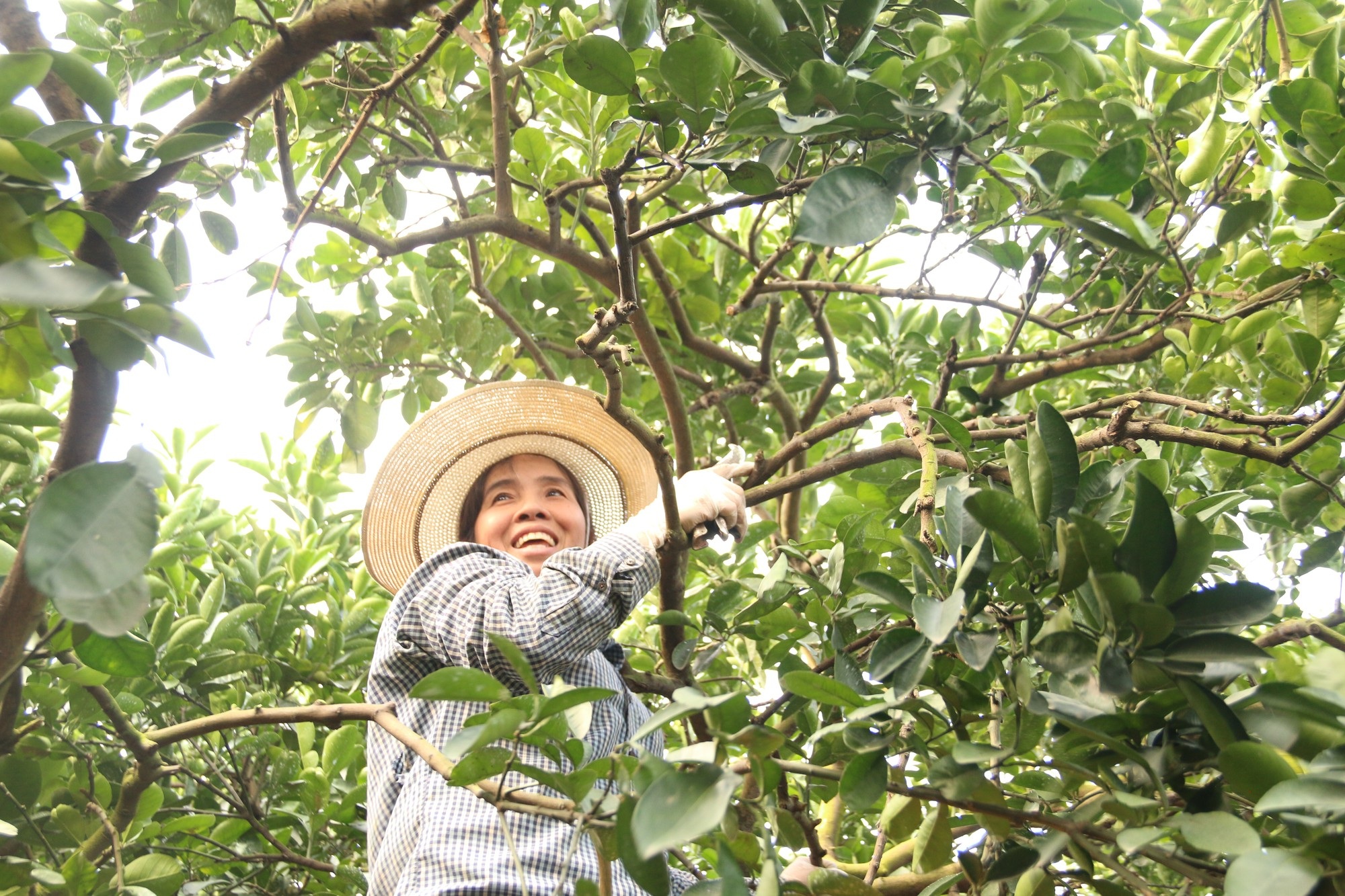 Đệ nhất bưởi Hà Nội: “Cháy hàng” trước Tết, người trồng bưởi rủng rỉnh tiền tiêu - Ảnh 8. Đệ nhất bưởi Hà Nội: “Cháy hàng” trước Tết, người trồng bưởi rủng rỉnh tiền tiêu - Ảnh 8.