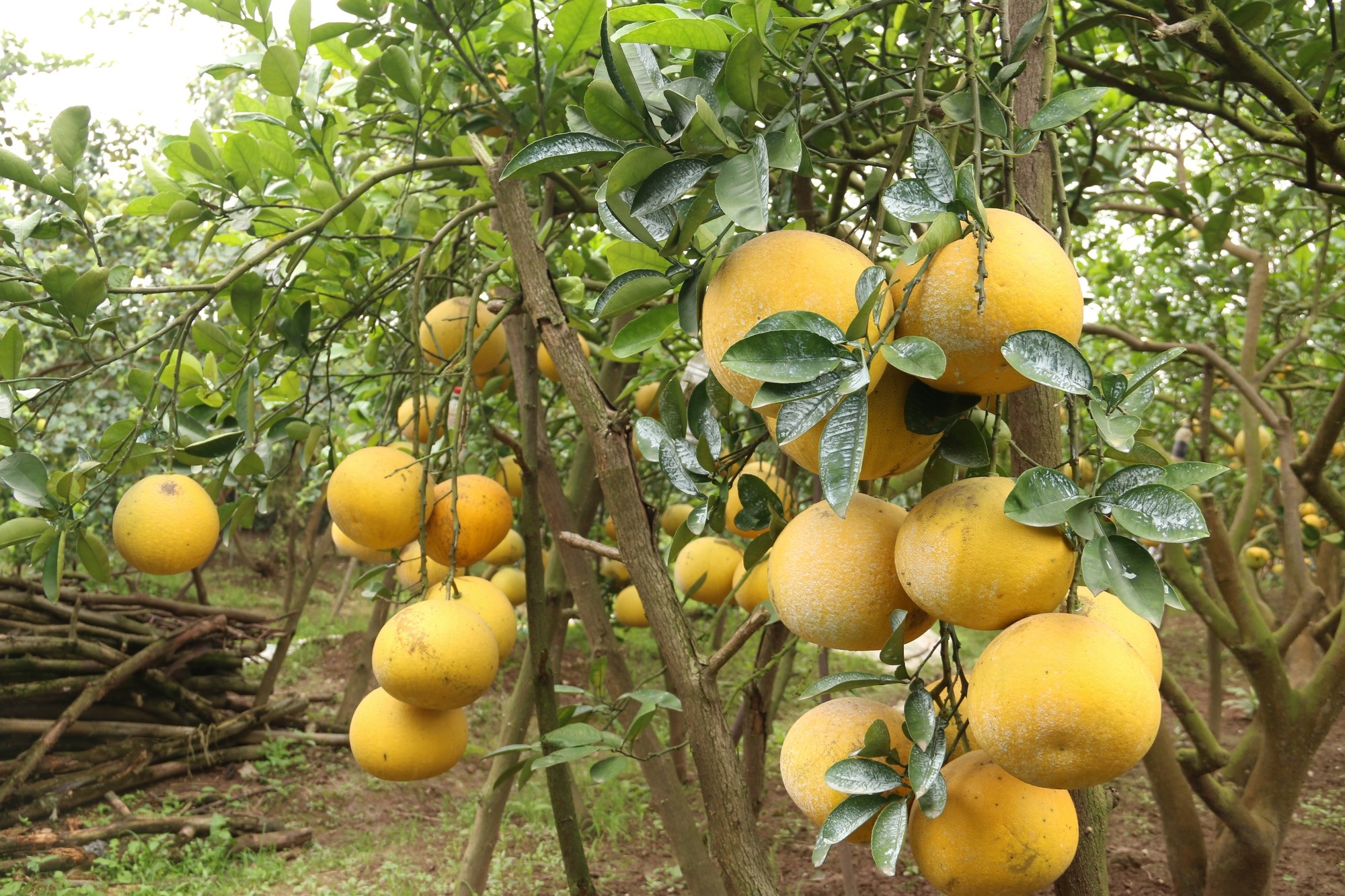 Đệ nhất bưởi Hà Nội: “Cháy hàng” trước Tết, người trồng bưởi rủng rỉnh tiền tiêu - Ảnh 9. Đệ nhất bưởi Hà Nội: “Cháy hàng” trước Tết, người trồng bưởi rủng rỉnh tiền tiêu - Ảnh 9.
