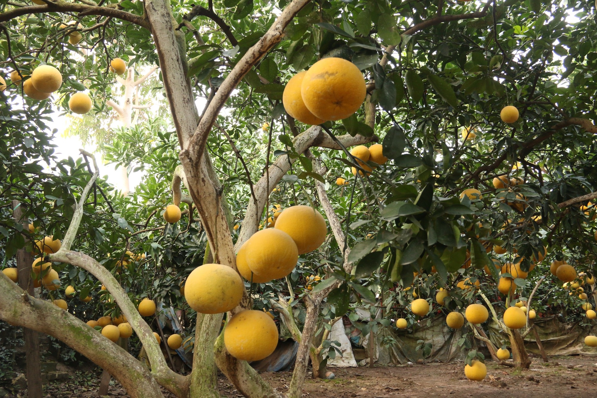 Đệ nhất bưởi Hà Nội: “Cháy hàng” trước Tết, người trồng bưởi rủng rỉnh tiền tiêu - Ảnh 13. Đệ nhất bưởi Hà Nội: “Cháy hàng” trước Tết, người trồng bưởi rủng rỉnh tiền tiêu - Ảnh 13.