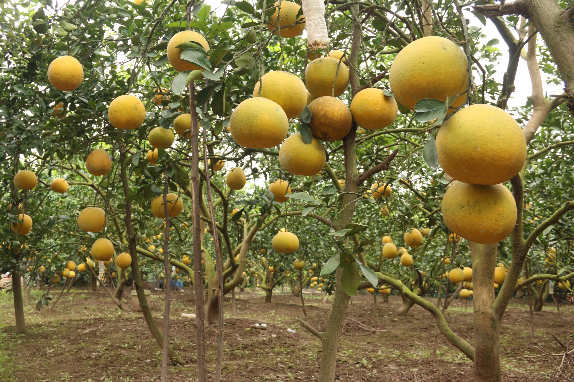 Đệ nhất bưởi Hà Nội: “Cháy hàng” trước Tết, người trồng bưởi rủng rỉnh tiền tiêu - Ảnh 12. Đệ nhất bưởi Hà Nội: “Cháy hàng” trước Tết, người trồng bưởi rủng rỉnh tiền tiêu - Ảnh 12.