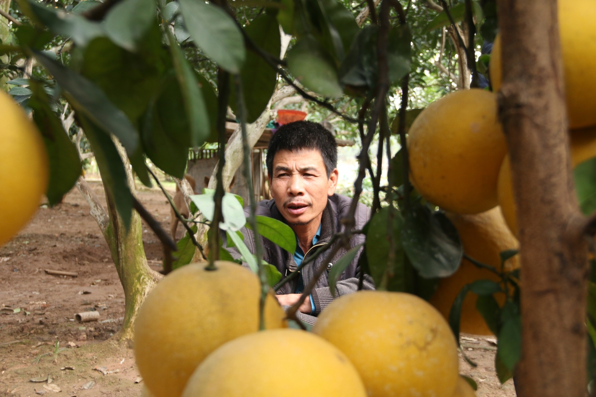Đệ nhất bưởi Hà Nội: “Cháy hàng” trước Tết, người trồng bưởi rủng rỉnh tiền tiêu - Ảnh 11. Đệ nhất bưởi Hà Nội: “Cháy hàng” trước Tết, người trồng bưởi rủng rỉnh tiền tiêu - Ảnh 11.
