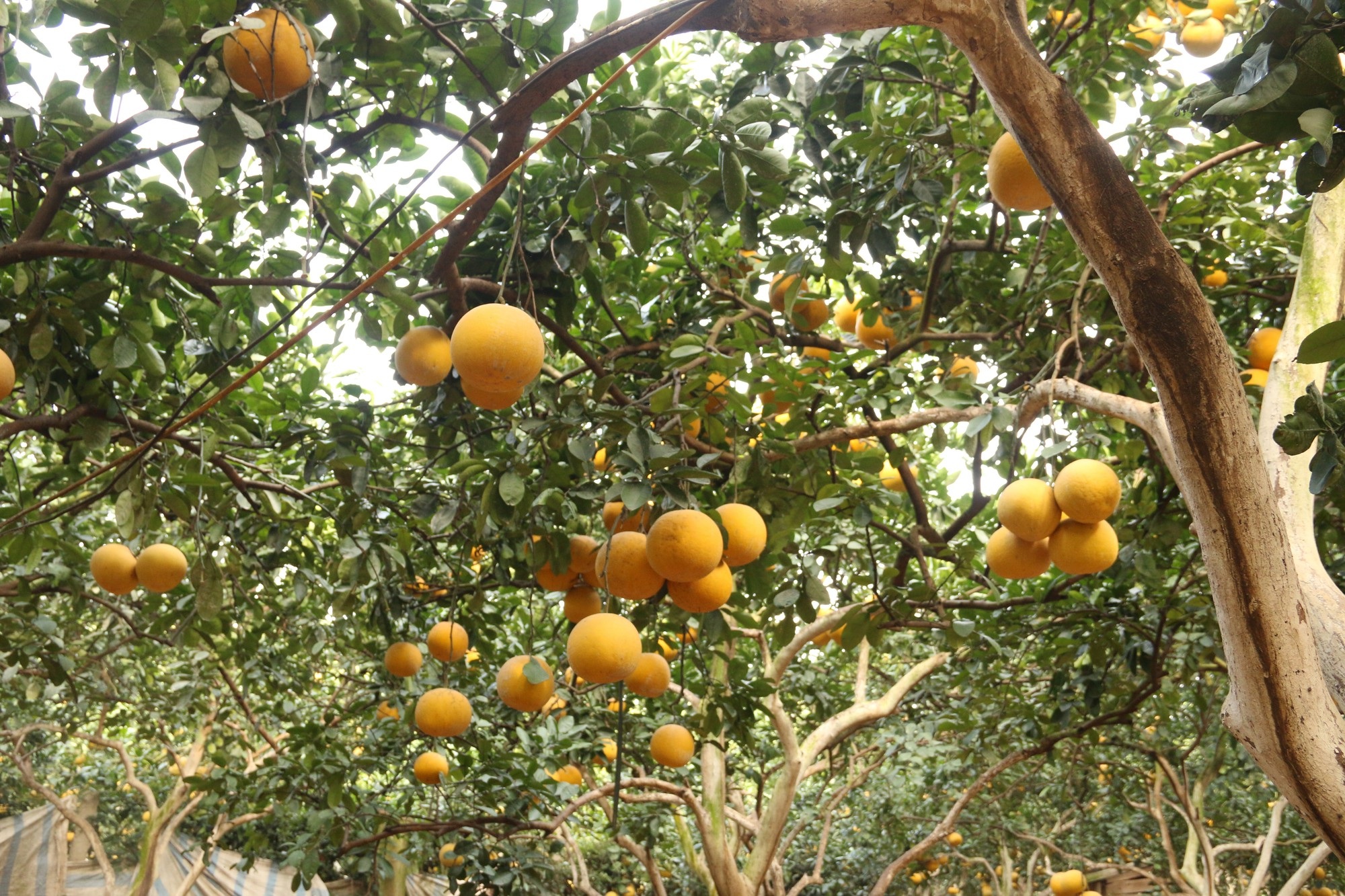 Đệ nhất bưởi Hà Nội: “Cháy hàng” trước Tết, người trồng bưởi rủng rỉnh tiền tiêu - Ảnh 10. Đệ nhất bưởi Hà Nội: “Cháy hàng” trước Tết, người trồng bưởi rủng rỉnh tiền tiêu - Ảnh 10.