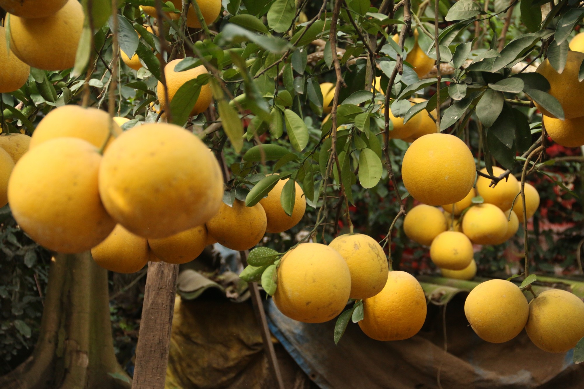 Đệ nhất bưởi Hà Nội: “Cháy hàng” trước Tết, người trồng bưởi rủng rỉnh tiền tiêu - Ảnh 5. Đệ nhất bưởi Hà Nội: “Cháy hàng” trước Tết, người trồng bưởi rủng rỉnh tiền tiêu - Ảnh 5.