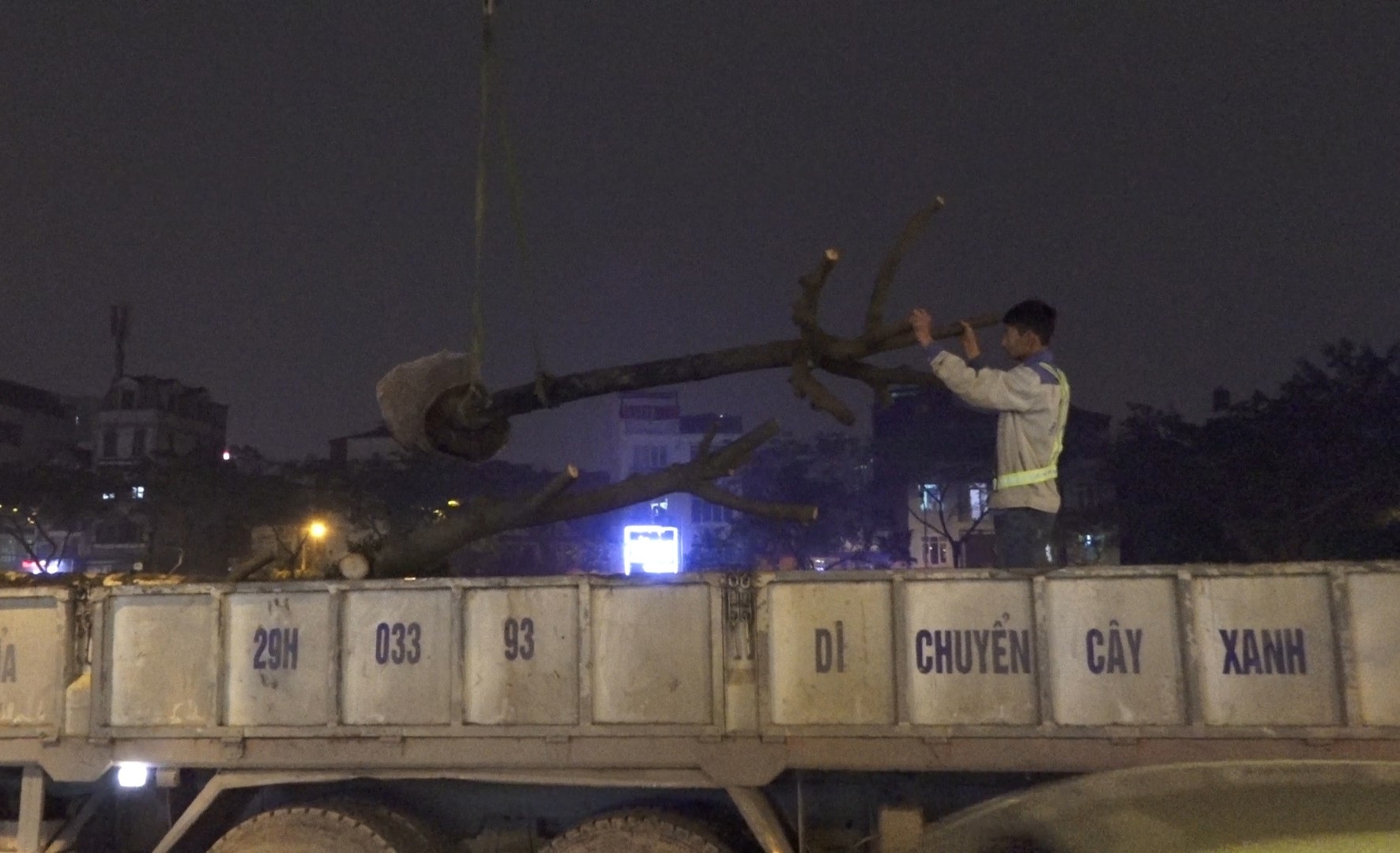 Công nhân ngày đêm đánh chuyển cây xanh, chạy đua mở rộng đường Láng - Ảnh 5. Công nhân ngày đêm đánh chuyển cây xanh, chạy đua mở rộng đường Láng - Ảnh 5.