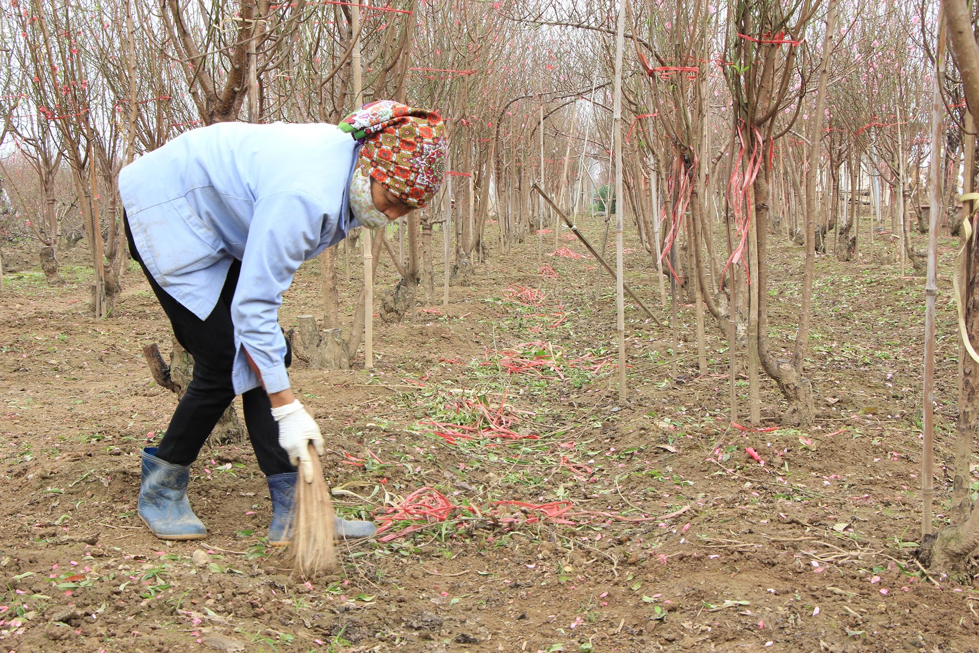 Đào Nhật Tân tấp nập xuất vườn - Ảnh 8.