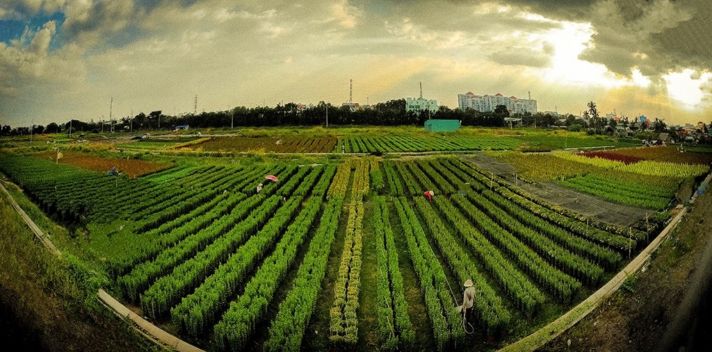 Nông dân trồng hoa Sài Gòn tất bật vụ Tết, lo trời trở chứng - Ảnh 2.