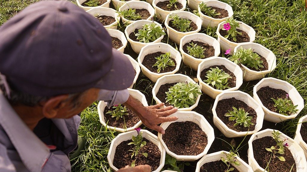 Nông dân trồng hoa Sài Gòn tất bật vụ Tết, lo trời trở chứng - Ảnh 11.