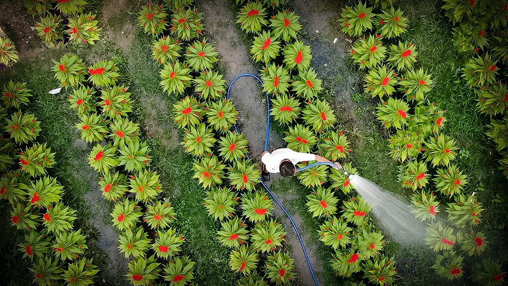 Nông dân trồng hoa Sài Gòn tất bật vụ Tết, lo trời trở chứng - Ảnh 12.