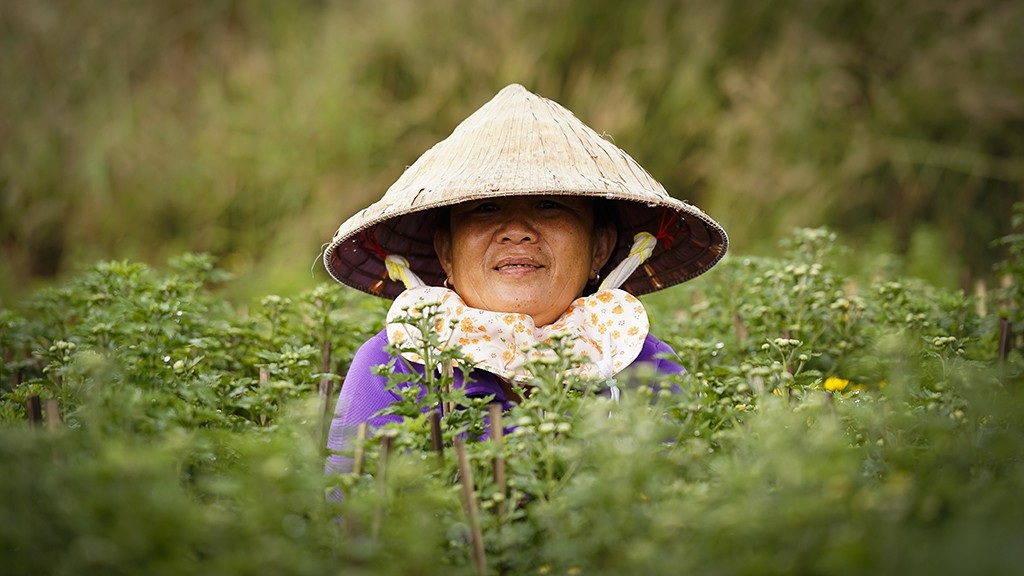 Nông dân trồng hoa Sài Gòn tất bật vụ Tết, lo trời trở chứng - Ảnh 13.