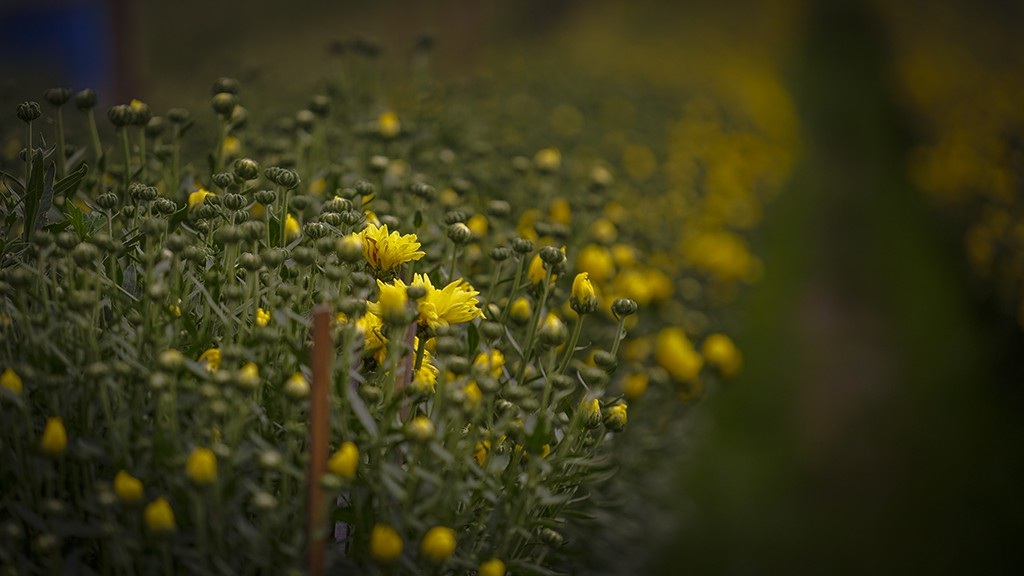 Nông dân trồng hoa Sài Gòn tất bật vụ Tết, lo trời trở chứng - Ảnh 14.