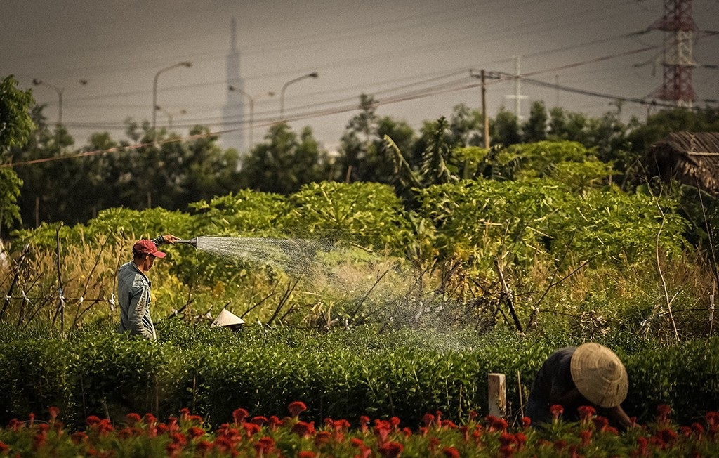 Nông dân trồng hoa Sài Gòn tất bật vụ Tết, lo trời trở chứng - Ảnh 3.