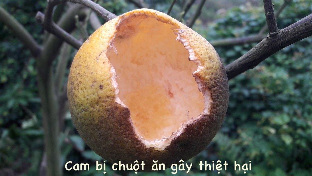 Xót xa vựa cam Xã Đoài 70 ngàn đồng/quả bị chuột phá hoại - Ảnh 1. Xót xa vựa cam Xã Đoài 70 ngàn đồng/quả bị chuột phá hoại - Ảnh 1.