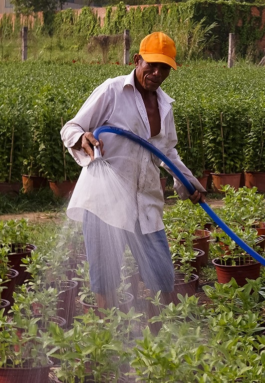 Nông dân trồng hoa Sài Gòn tất bật vụ Tết, lo trời trở chứng - Ảnh 4.