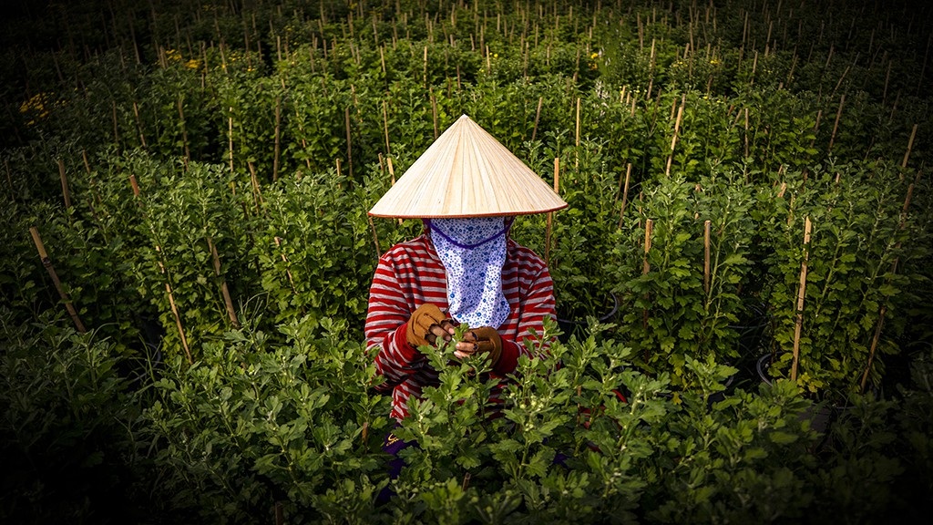 Nông dân trồng hoa Sài Gòn tất bật vụ Tết, lo trời trở chứng - Ảnh 5.