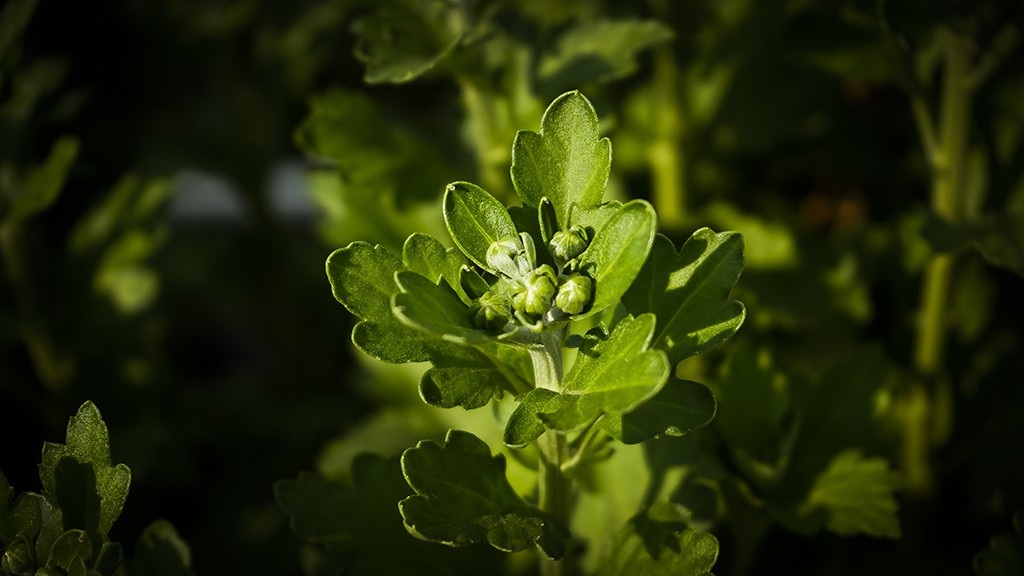 Nông dân trồng hoa Sài Gòn tất bật vụ Tết, lo trời trở chứng - Ảnh 6.